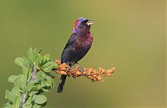 Varied Bunting